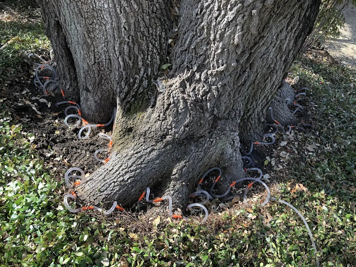 Detailed Tree Cabling and Bracing job site in Orleans