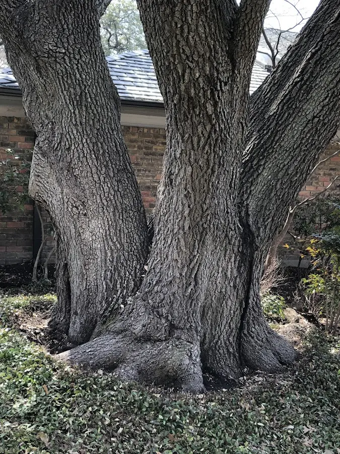 Mature heritage tree close to a Orleans property cared for by certified arborists